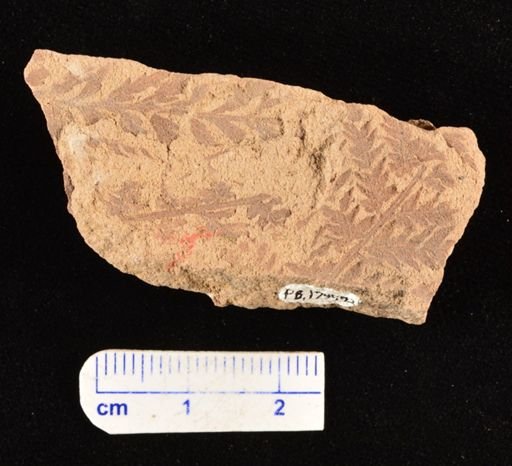 Cladophlebis sp.