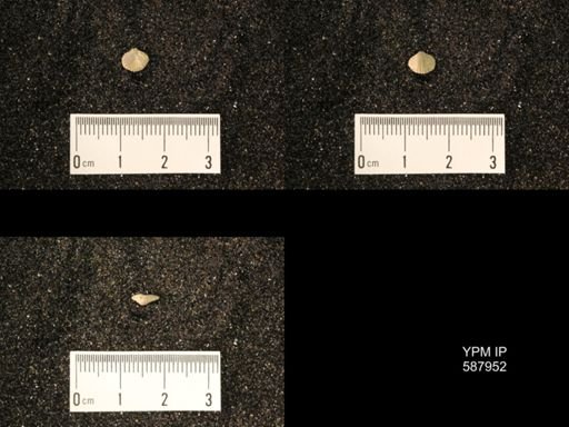 Zygospira modesta