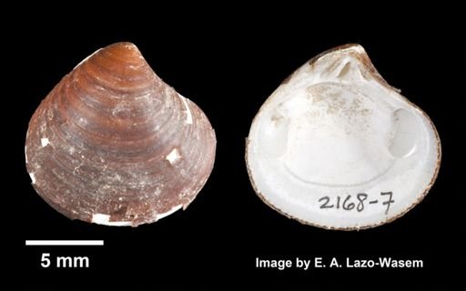 Astarte castanea
