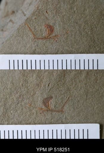 undet. Arthropoda