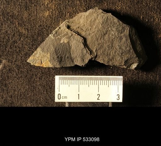Graptolithina; Assemblage includes Phyllograptus, Isograptus, Tetragraptus and others.