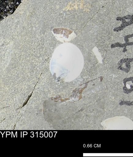 Protocardia?