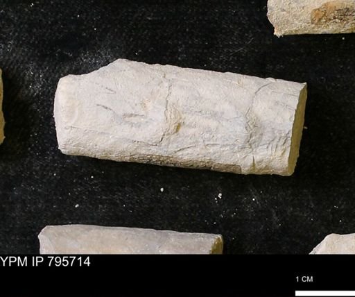 Baculites sp.