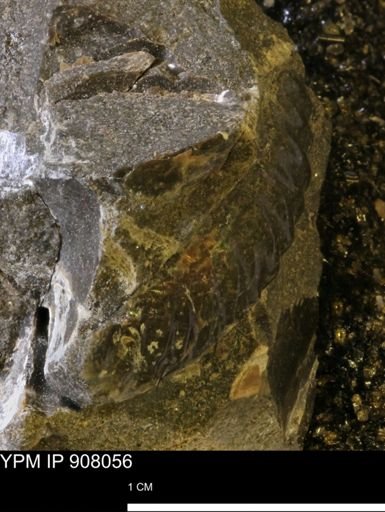 undet. Scaphitidae