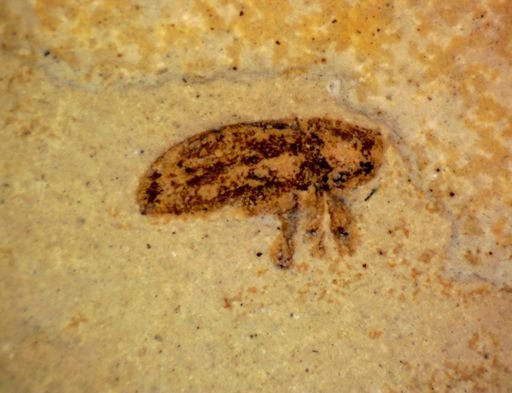 undet. Coleoptera