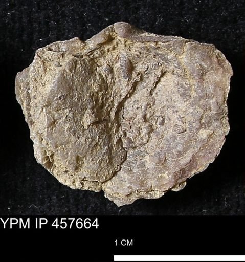 Helaspis sp.