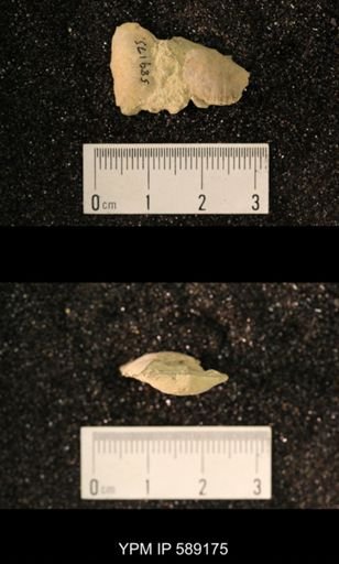 Sowerbyella sp.