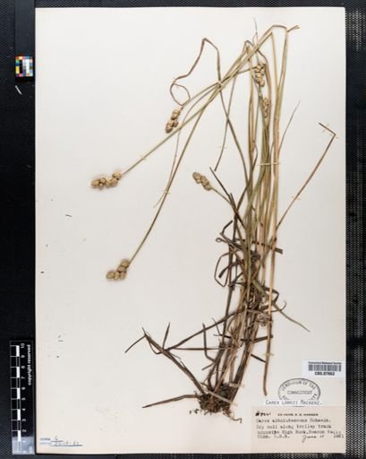 Carex albolutescens