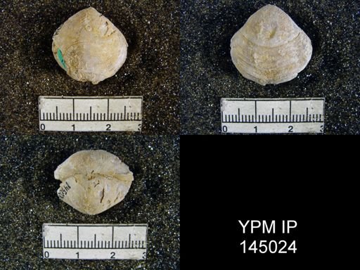 Athyris capillata