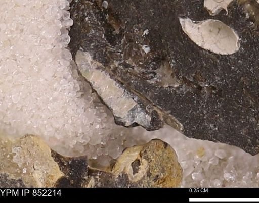 undet. Bivalvia