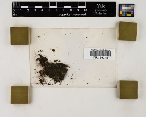 Plantae