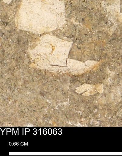undet. Mollusca