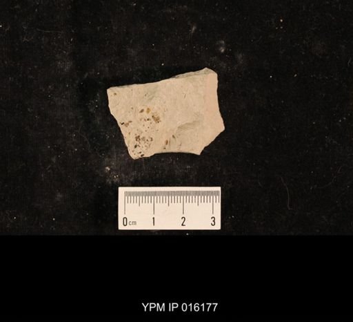 Lecorium elongatum