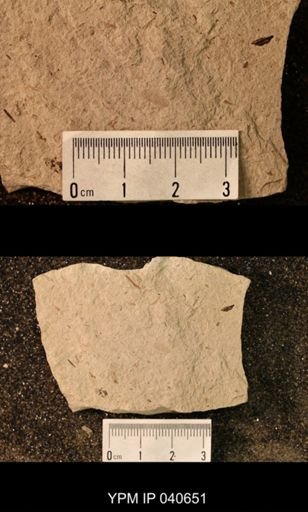 Hexapoda