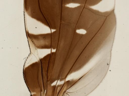 Delphinia picta