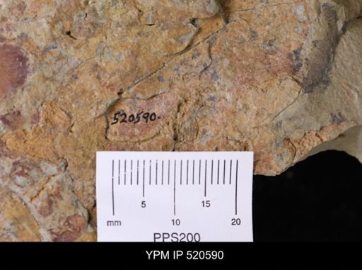 Chauvelicystis sp.