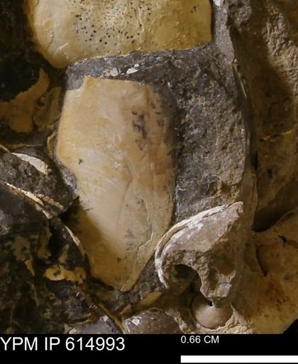 Baculites?