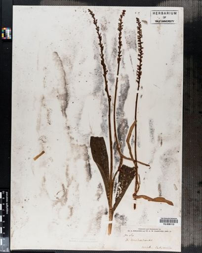 Habenaria