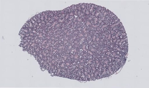 Rana clamitans