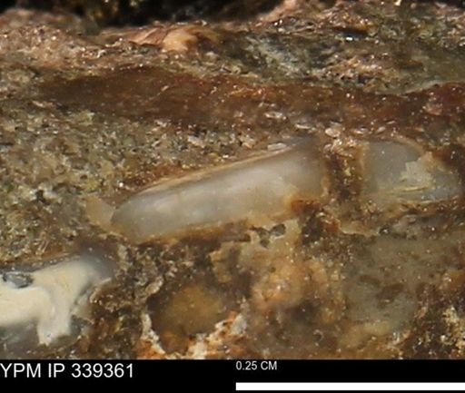 undet. Mollusca