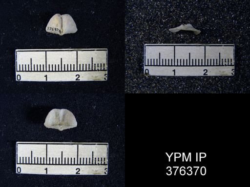 Chonetina papilioniformis