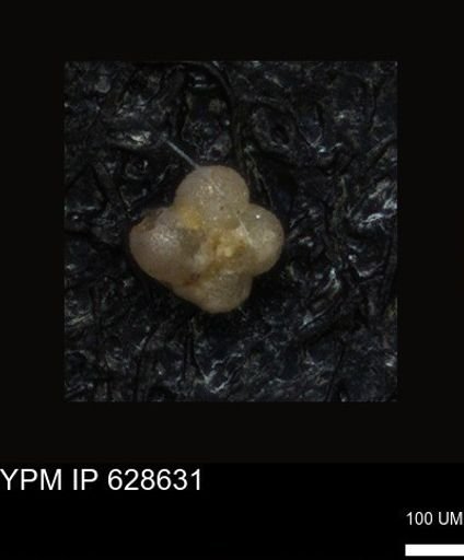 undet. Foraminiferida