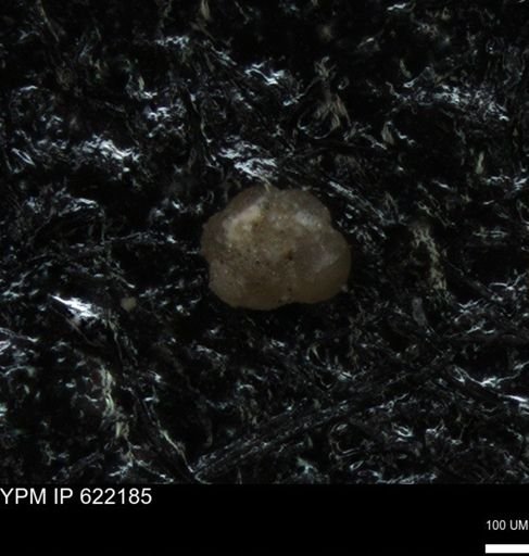 undet. Foraminiferida