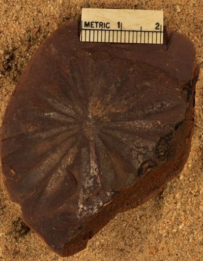 Annularia