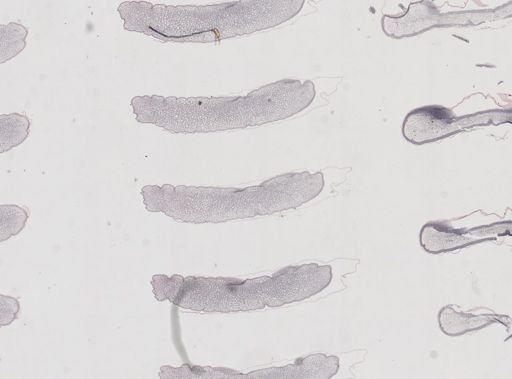 Apis mellifera