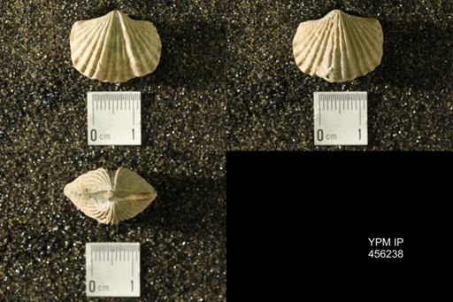 Platystrophia biforata