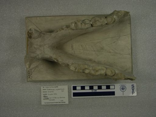 Hyaenarctos punjabiensis