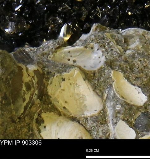 undet. Bivalvia