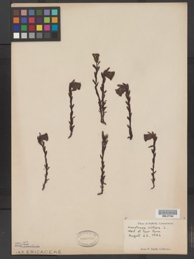 Monotropa uniflora