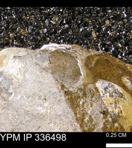 undet. Bivalvia