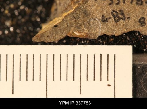 taxon undetermined