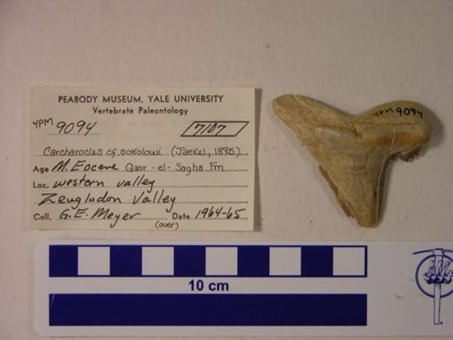 Carcharocles cf. sokolowi