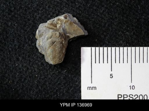 Ctenocephalus maltheus