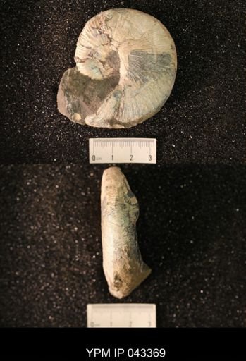 Hoploscaphites nicolletii