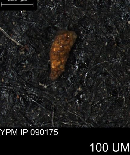 Verneuilina canadensis