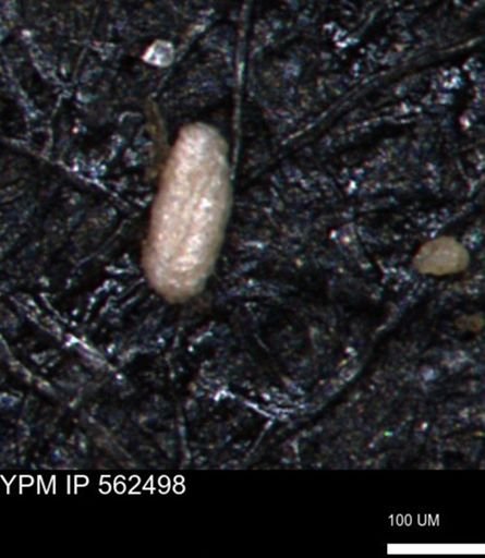 Miliammina ischnia
