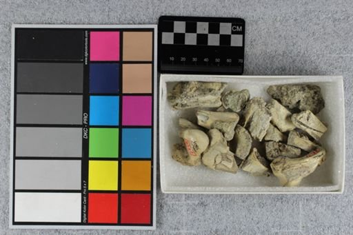 Protoceras cristatus