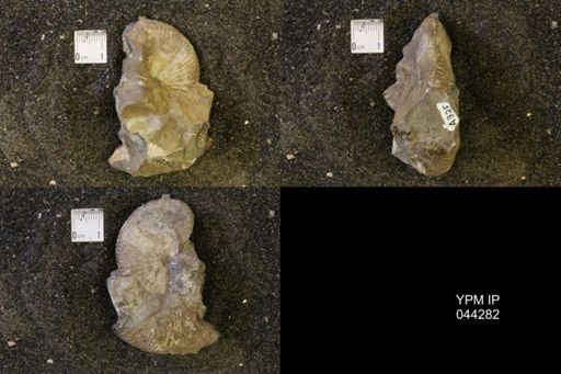 Hoploscaphites comprimus