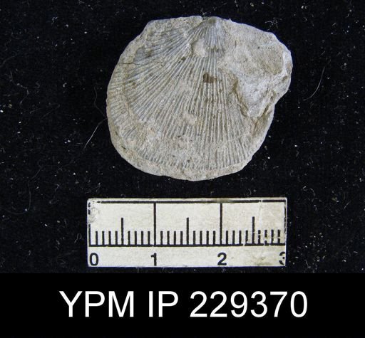 Derbya crassa richmonda