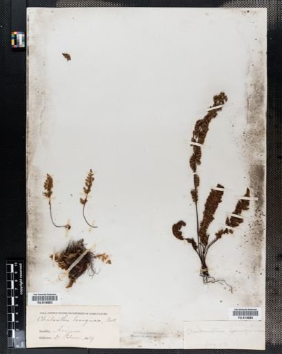 Cheilanthes