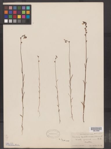Linaria canadensis