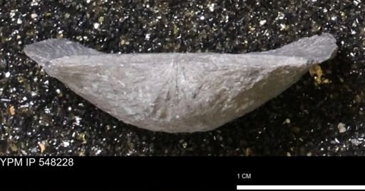 Stropheodonta demissa