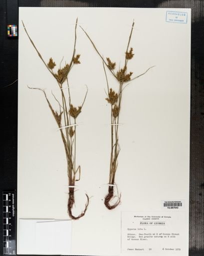 Plantae