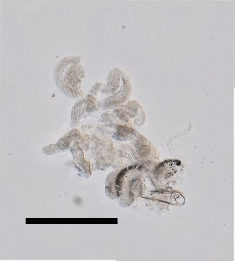 Chuniphyes multidentata