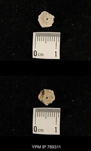 undet. Crinoidea