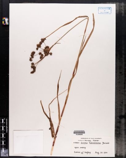 Scirpus rubrotinctus
